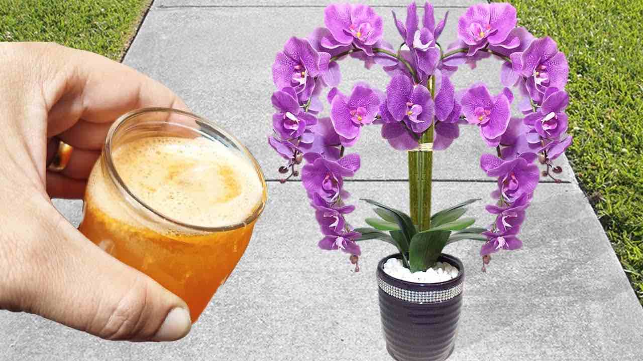 Pokud to jednou vyzkoušíte, nikdy nepřestanete zalévat své orchideje tímto způsobem