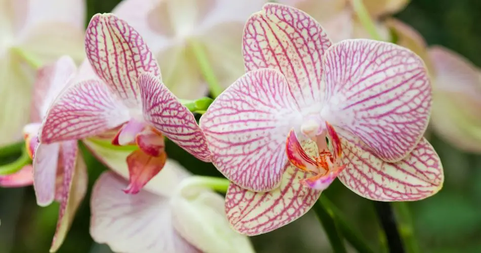 Složka, kterou byste měli použít k zalévání orchidejí, aby kvetly