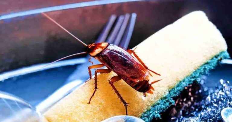 Jak zaplašit šváby čínskou metodou: Použijte citron a…