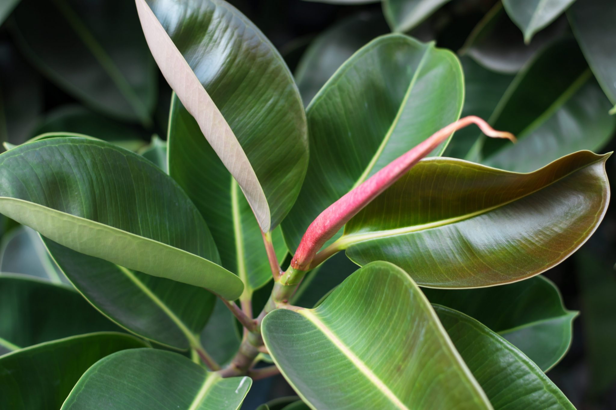 Jak pěstovat ficus robusta doma a bojovat se znečišťujícími látkami