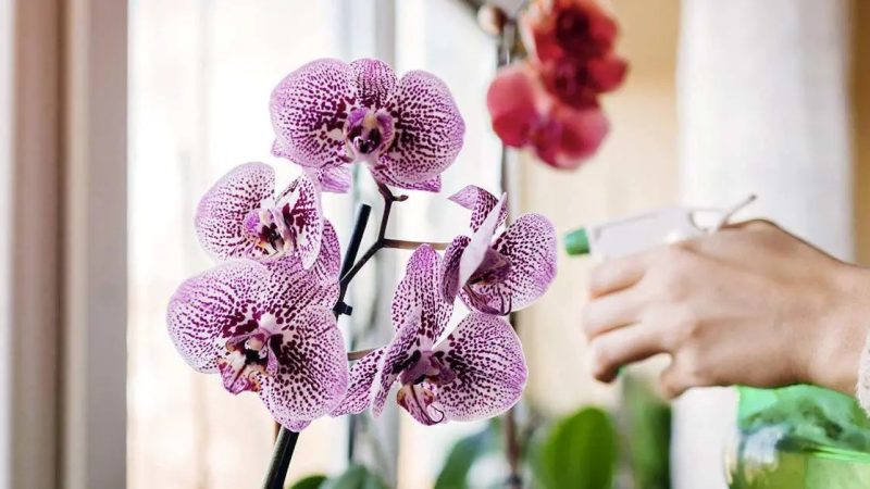 To je složka, kterou potřebujete k zalévání orchidejí, aby kvetly
