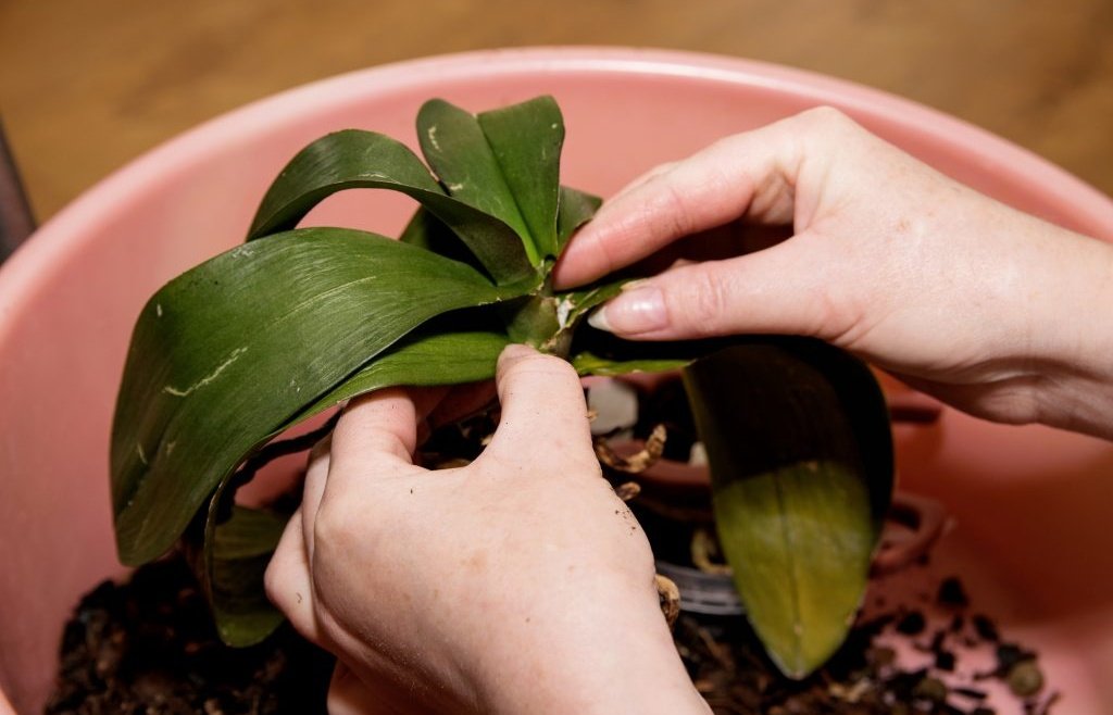 Uschlá orchidej! Jednoduchý trik, který květináři používají k jeho léčbě. Neuvěřitelný!