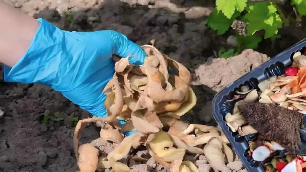 Vložte slupky brambor do květináče plného zeminy: co se stane druhý den?