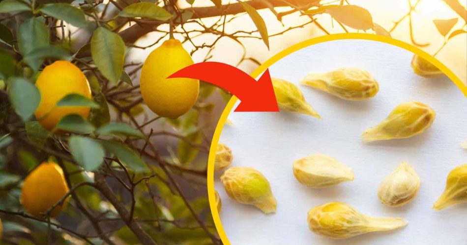 Citronová semínka, přestaňte je házet do kbelíku: ani netušíte, kolik výhod skrývají