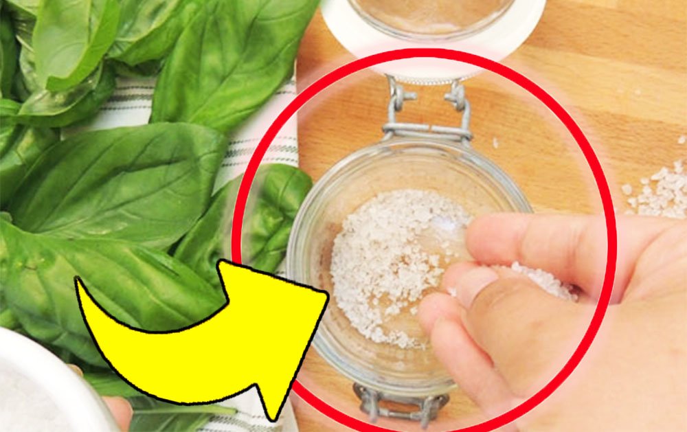 Dejte bazalku a sůl do dózy: Tento trik je v kuchyni k nezaplacení | Nezastavíš!
