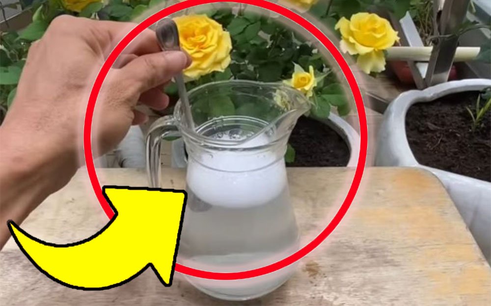 Nejlepší přírodní hnojivo stojí pouhých 10 centů: používají ho všichni školkaři!
