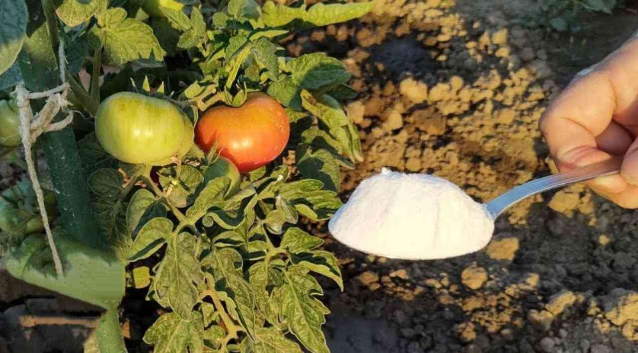 Chcete-li bohatou úrodu, zalijte jí rajčata a okurky ze zahrádky: to je spása.