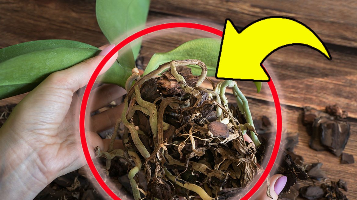 Orchidej napadená hnilobou kořenů: pokud to uděláte, vrátí se silná a zdravá | Neomylná metoda odborníků!