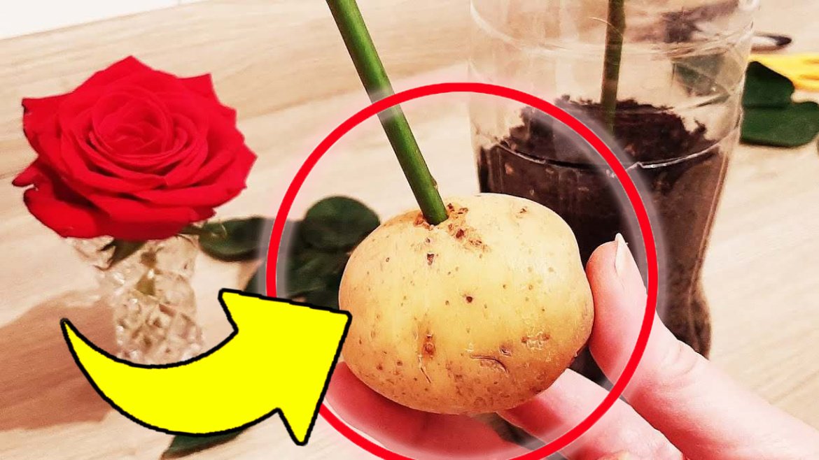 Rozmnožujte růže donekonečna, aniž byste utratili euro, udělejte to s bramborem: je to velmi jednoduché!