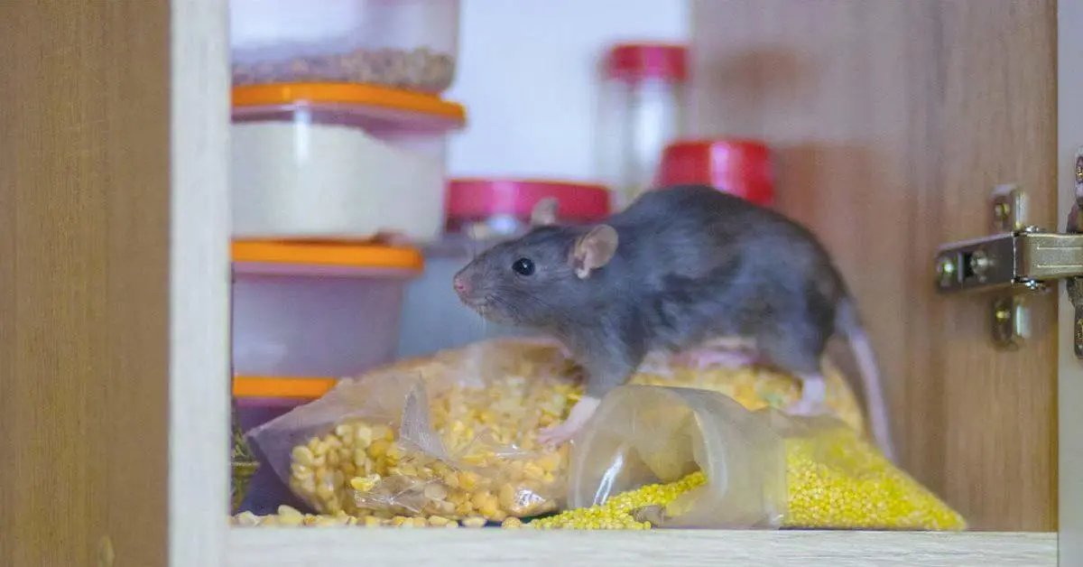 Hlavní důvod, proč myši vstupují do vašeho domu a jak je zastavit
