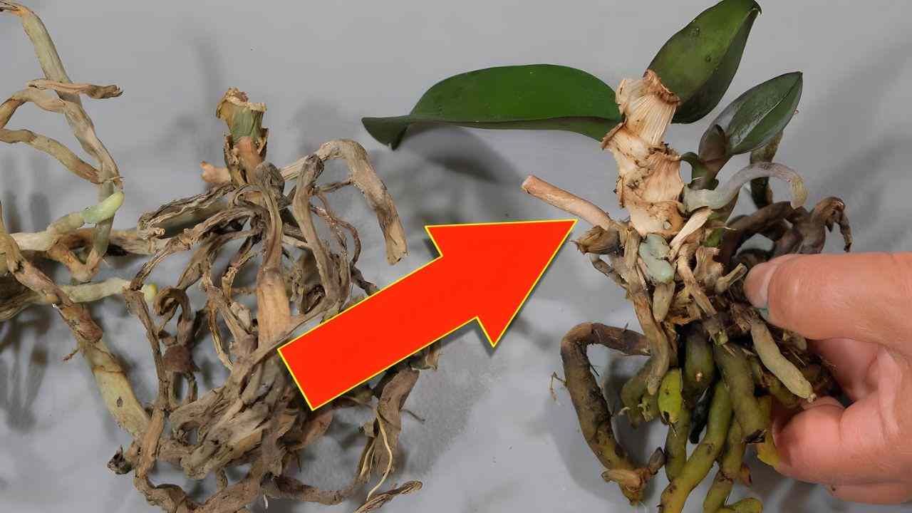 Po shlédnutí tohoto triku staré orchideje už nikdy nevyhodíte