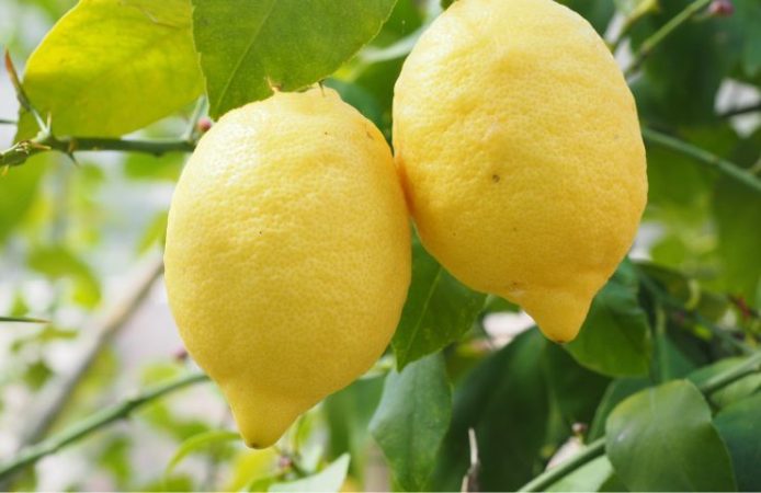 Dejte na radiátor trochu citronové kůry a vyřešíte velký problém v domě