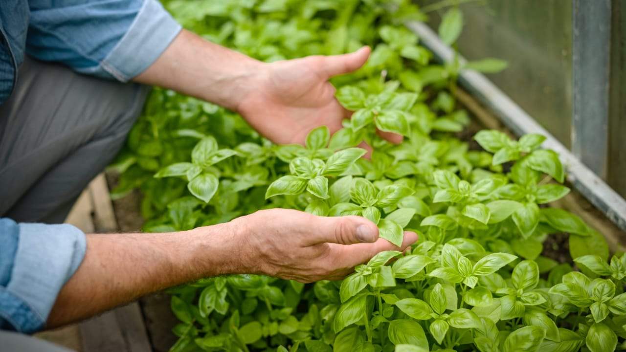 Čerstvá a zdravá bazalka po celý rok, jak ji pěstovat: to je tajemství