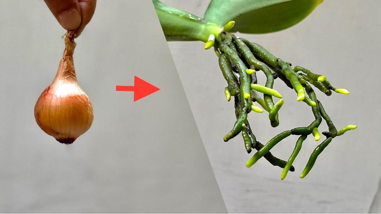 S jedinou cibulkou poroste vaše orchidej s plnými kořeny a lavinou květů.