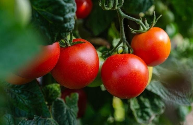 Tomates más grandes y jugosos: prueba je método, es natural y eficaz