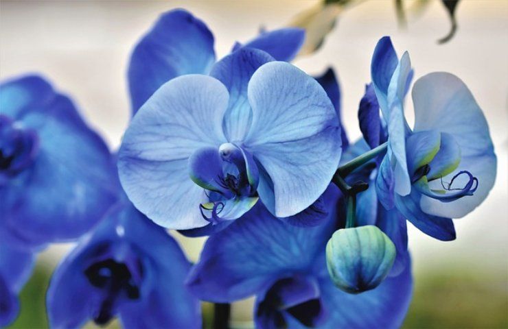 Orchideje, které kvetou i v létě, kouzelné ingredience, aby byly vždy krásné