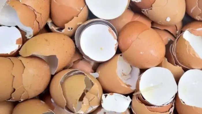 Vaječné skořápky: Zde je to, co s nimi můžete dělat. Recyklujte je takto