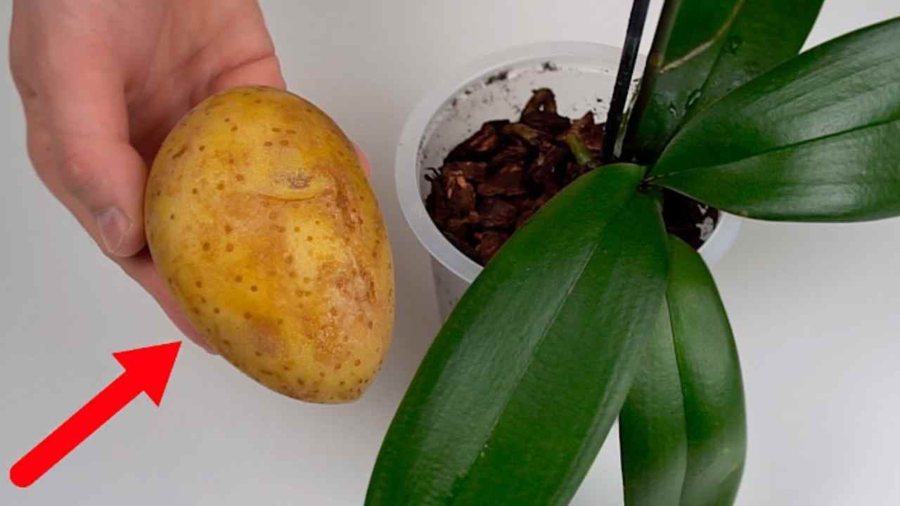 Orchideje, tajemství rychlého a zdravého růstu odhaleno: vše, co musíte udělat, je udělat to