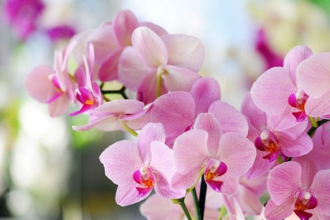 Orchideje, které kvetou v létě: kouzelný trik, jak toho dosáhnout