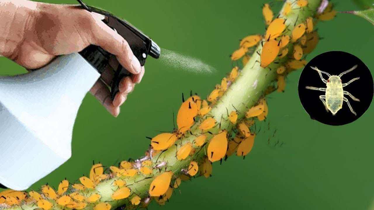 Nejsilnější přírodní insekticid, který existuje: okamžitě likviduje mšice a molice