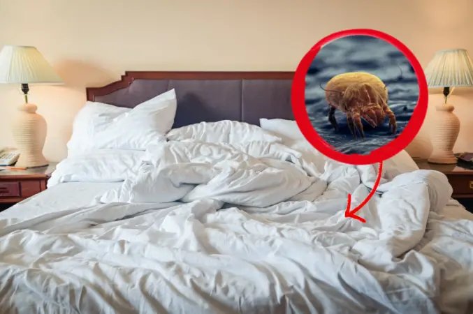 Roztoči v matracích, jak se jich zbavit během chvilky: super účinná metoda!