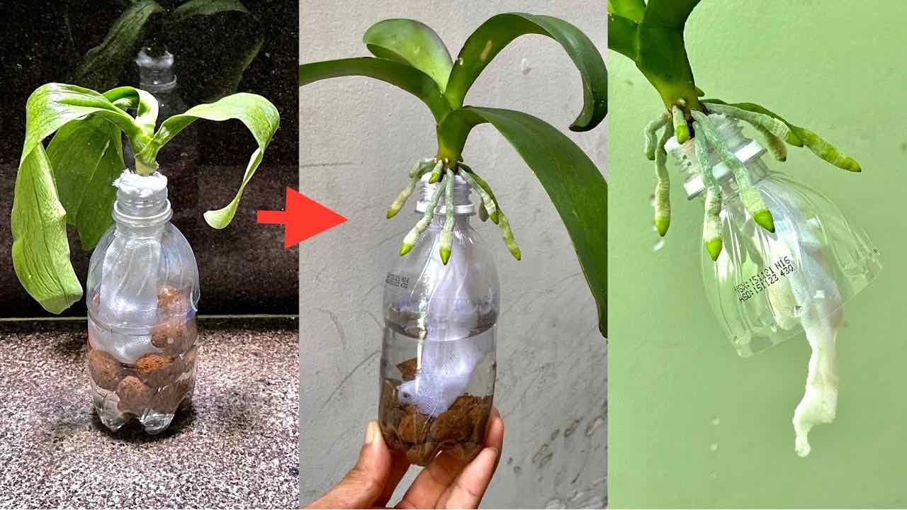 Pokud to uděláte, už se nikdy nebudete muset starat o oživení vykořeněné orchideje.