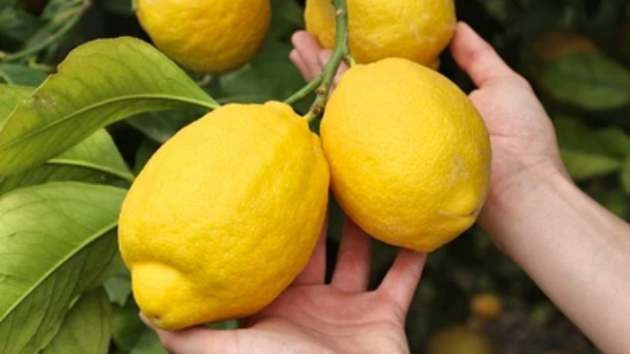 Citrony vždy obrovské a šťavnaté podle staré farmářské metody: zkuste to hned