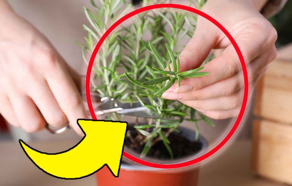 Znáte trik se dvěma snítkami rozmarýnu? Řeknu vám, co s tím můžete dělat!