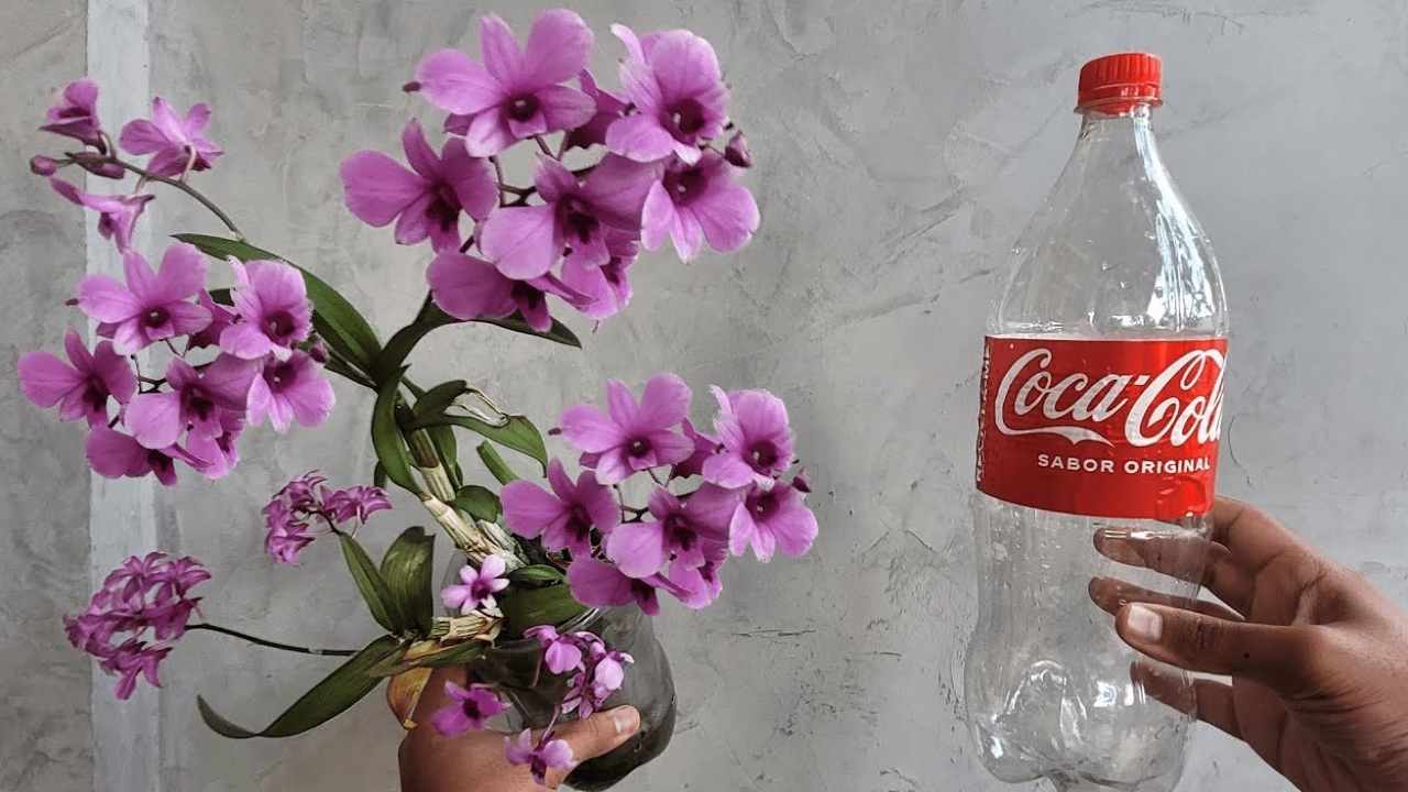 S lahvovou metodou vydrží orchidej celý život: taktika každého zahradníka