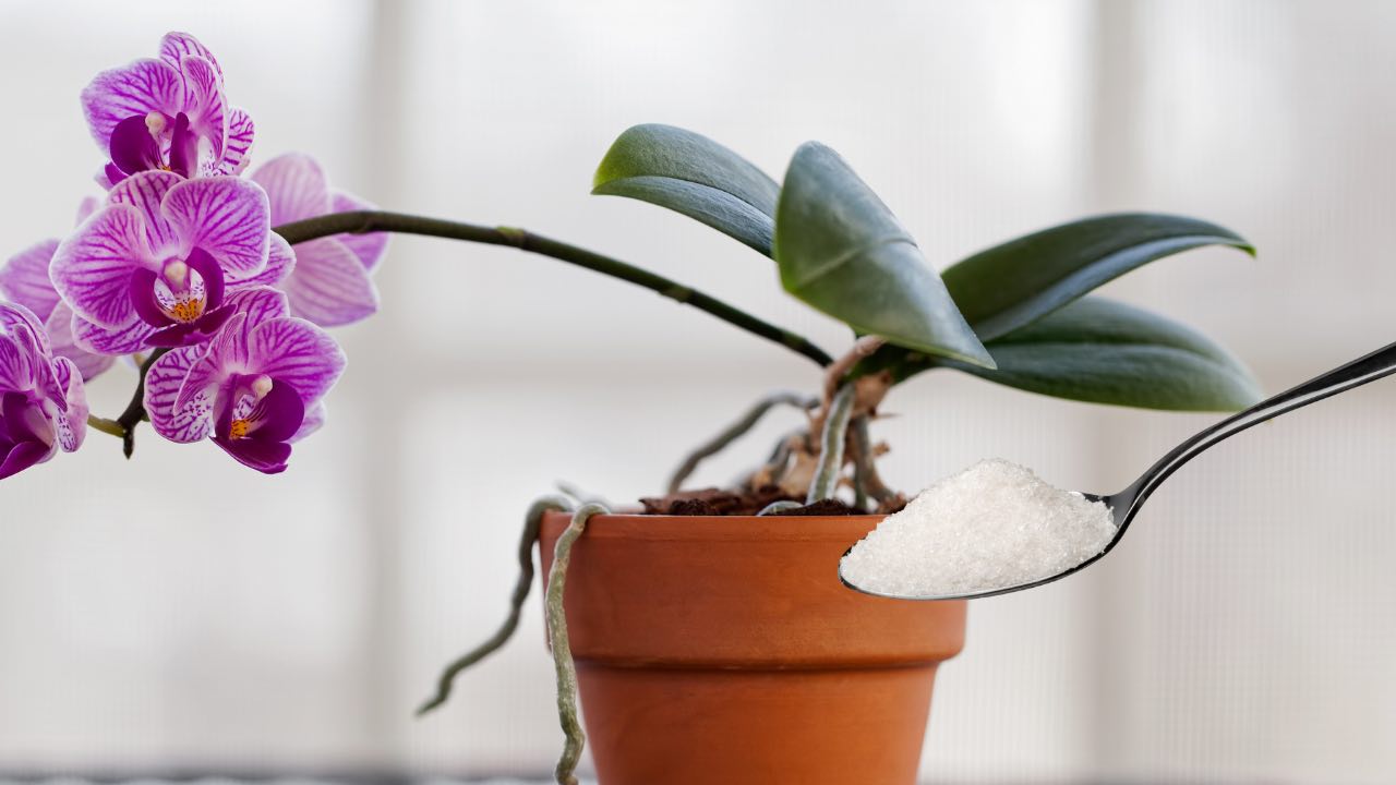 S touto přísadou krmíte orchidej lépe než zahradník: velmi bujná