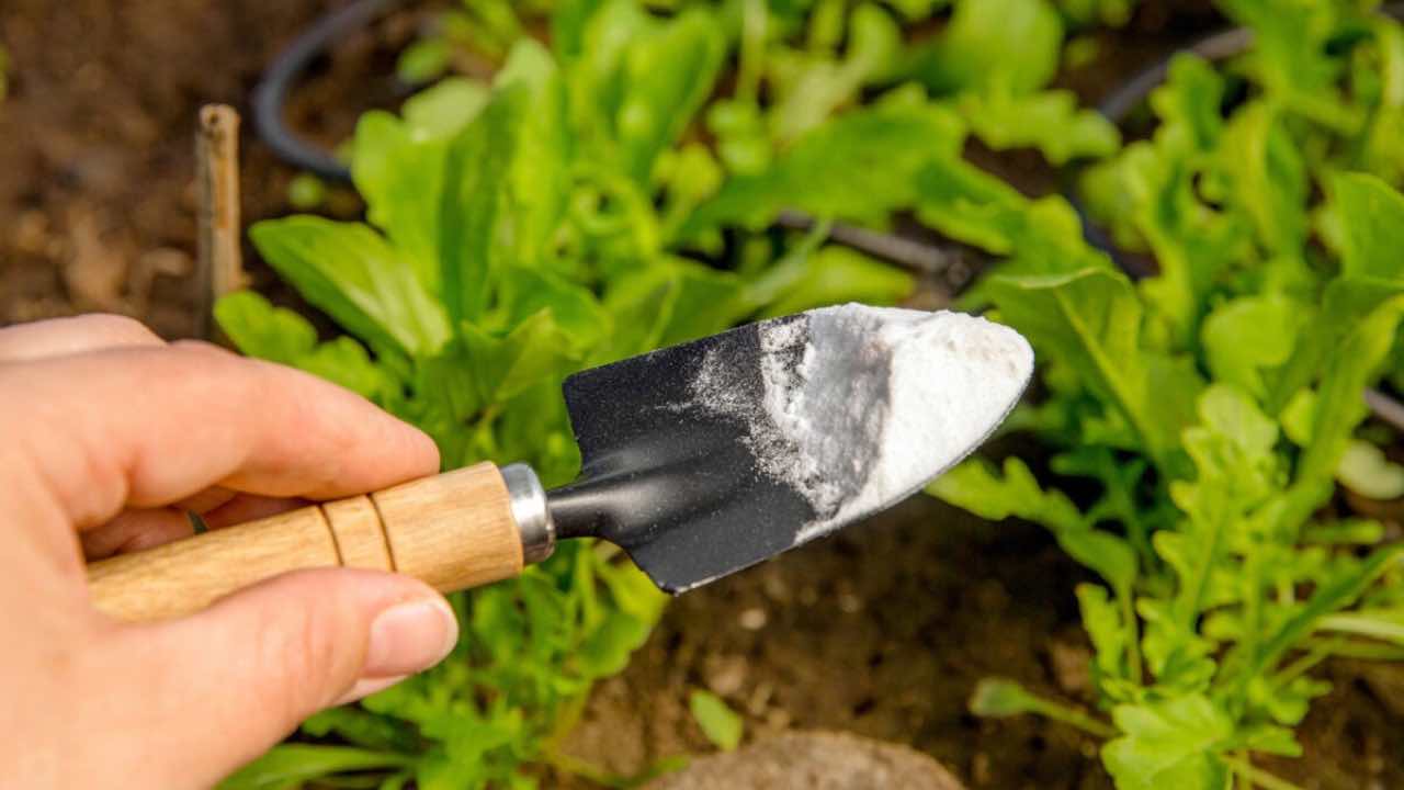Nejenže odpuzuje škůdce, ale také odstraňuje plevel: „kouzelnou“ složku