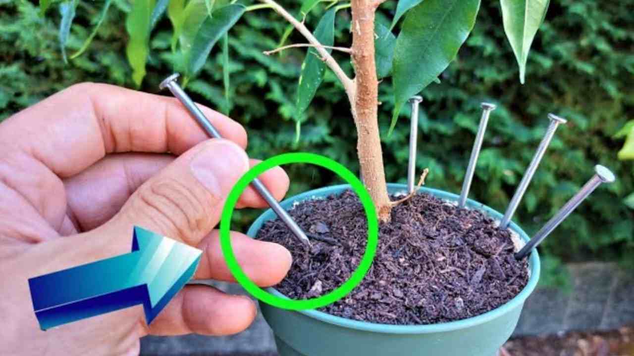 Protože každý nechává ve svých rostlinách hřebík, než odjede na dovolenou