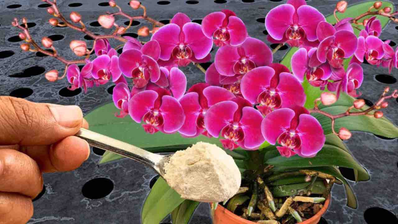 Pokud ano, i sousedé budou chtít vědět, jak se vám daří mít tak rozkvetlé orchideje.