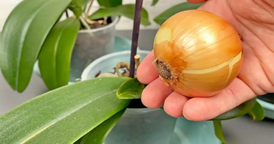 Stačí vám jedna cibule, aby orchidej kvetla nepřetržitě po celý rok.