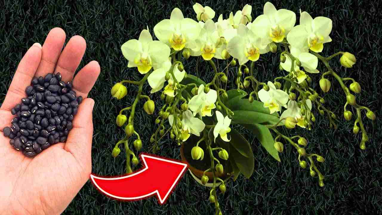 Chcete od svých orchidejí stálé a zaručené kvetení? Udělejte z toho lžíci.