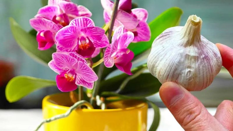 Proč je chytré dát česnek na orchidej?