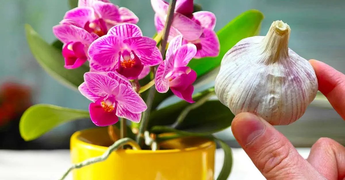 Proč je chytré dát česnek na orchidej?