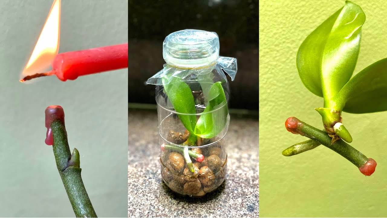 Orchideje, jak je množit květinovými větvičkami, aby rostliny okamžitě rostly