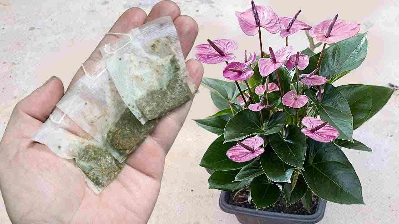 Anthurium, jeden pytel za měsíc stačí k produkci spousty květin