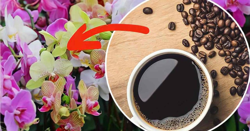 Káva v orchidejích: zde je důvod, proč byste ji měli vždy dávat do | Nikdy jsem je neviděl tak bujné.