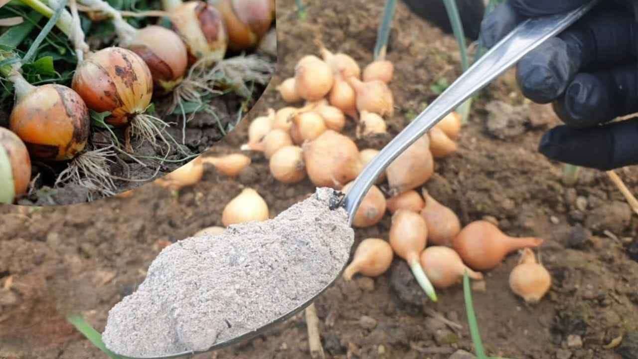 Udržujte česnek neporušený po celá léta s touto domácí metodou: zaručené výsledky