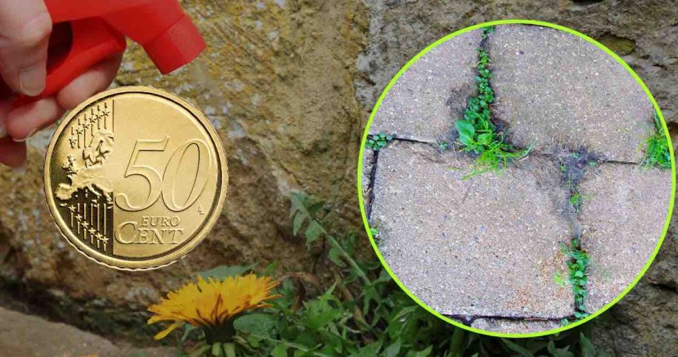 Přírodní herbicid: 50 centů stačí na rozloučení se všemi plevely | je velmi silný