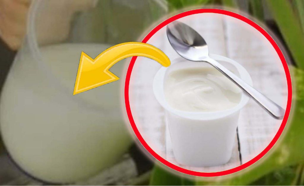 Jogurt v rostlinách, všichni zahradníci s ním začínali: šílený | Pospěšte si a nasaďte si to hned!