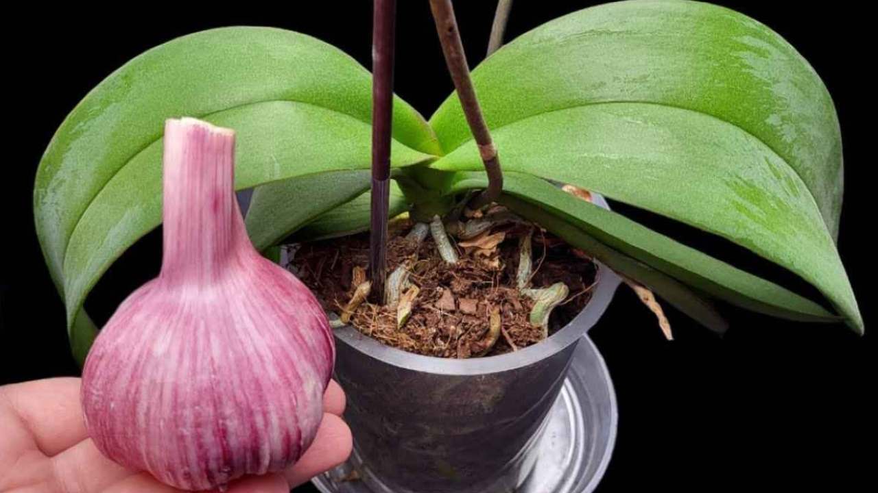 Pokud to uděláte, orchidej pokvete celý rok: doporučují to i zahradníci.