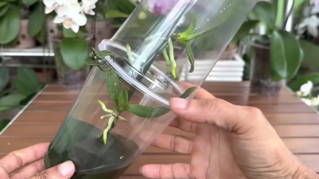 S touto technikou vyroste vaší orchideji na jedné větvi spoustu pupenů