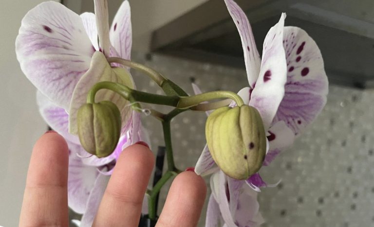 Jak posílit orchideje: přírodní a účinné hnojivo