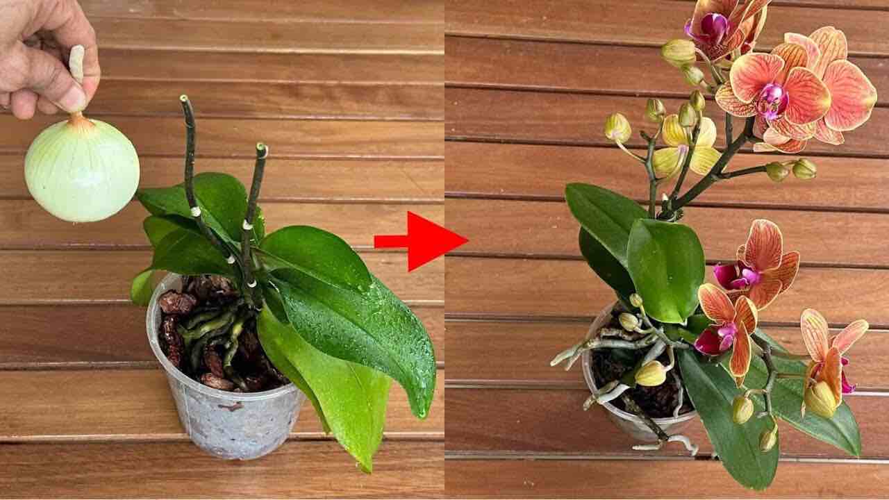 Poté budou všechny vaše orchideje nepřetržitě kvést. Zkuste to.