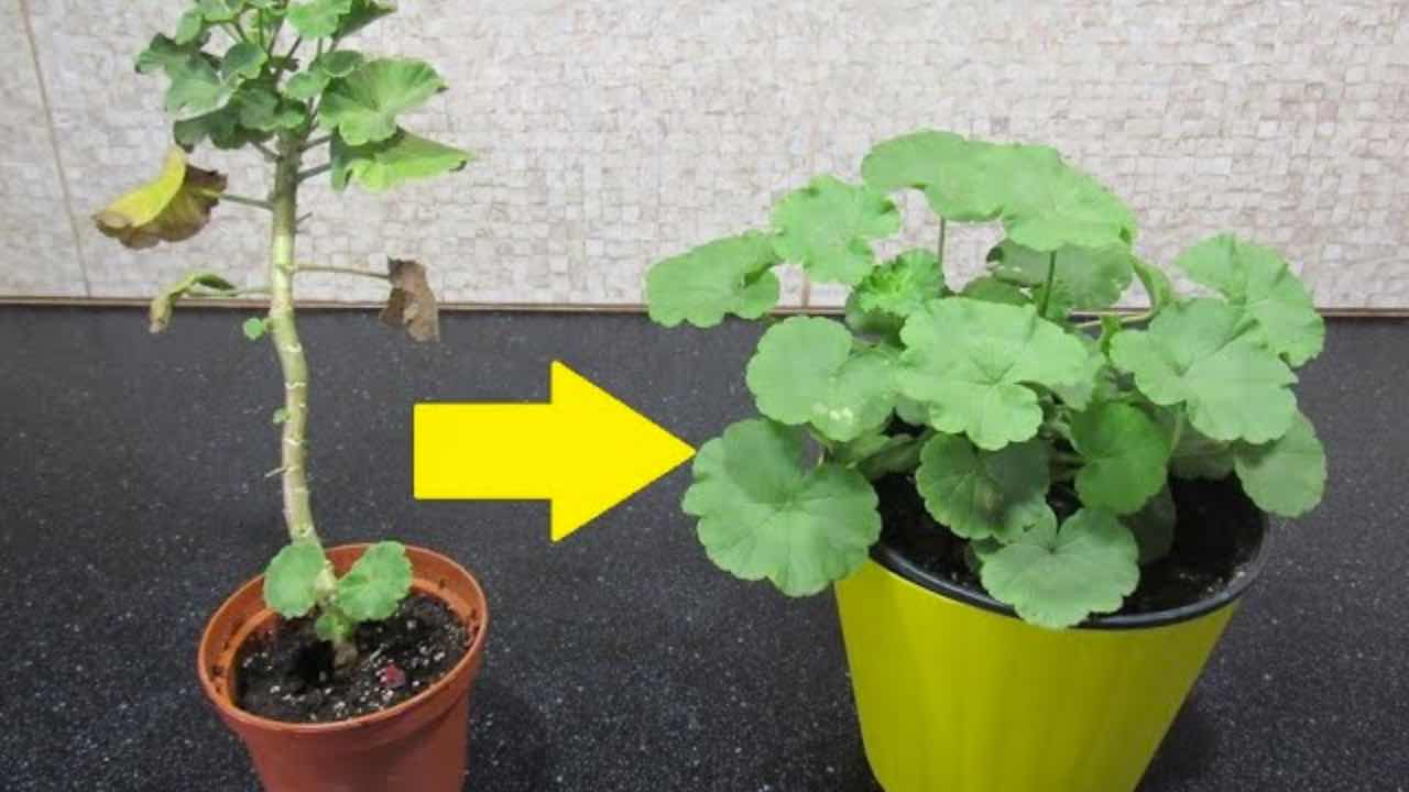 Jak proměnit jakékoli pelargonium v ​​keř: zabere vám to 5 minut