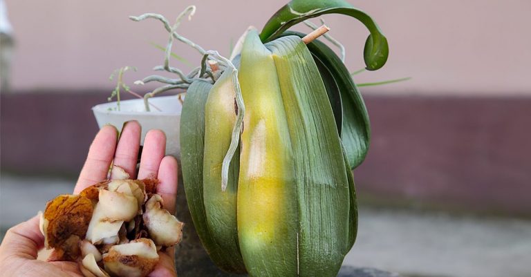 Jak se starat o žluté listy orchidejí: přírodní metoda