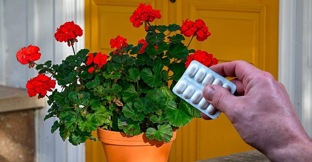 Jak používat prošlý aspirin pro muškáty: všechny výhody